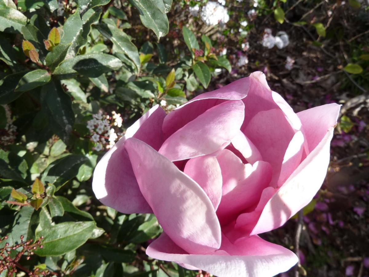Redwood Valley B & B Richmond Bagian luar foto
